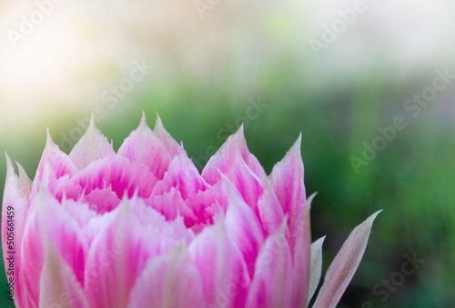 pink flower close up in nature