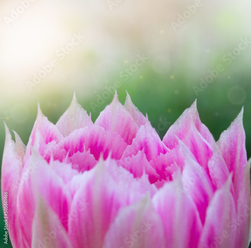 pink flower close up in nature