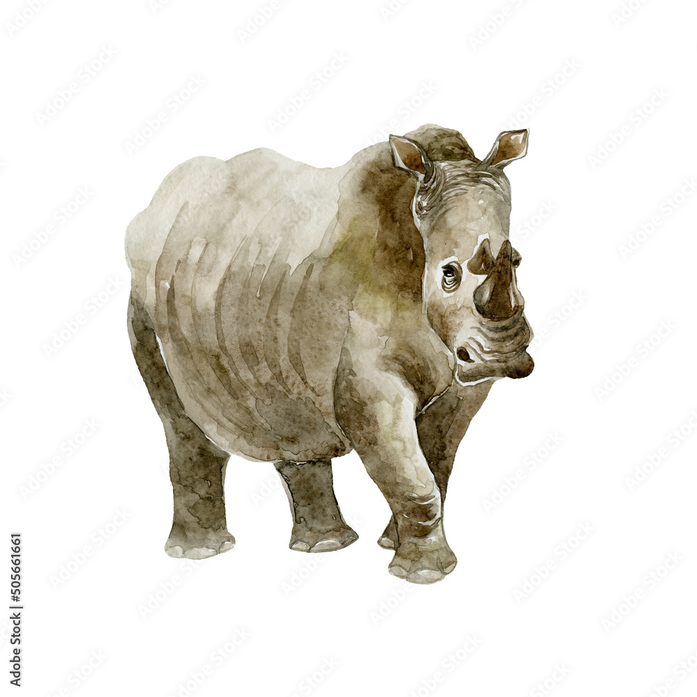 Rhinoceros on white background. Wild animal.