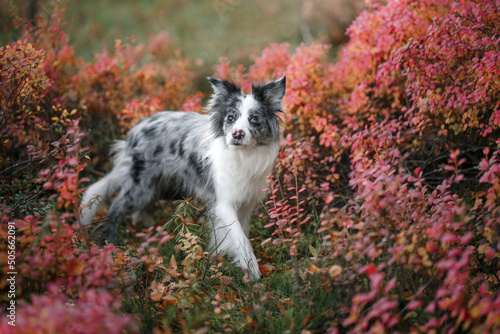 Dog in vibrant forest colors. Blue Marble Border Collie in nature