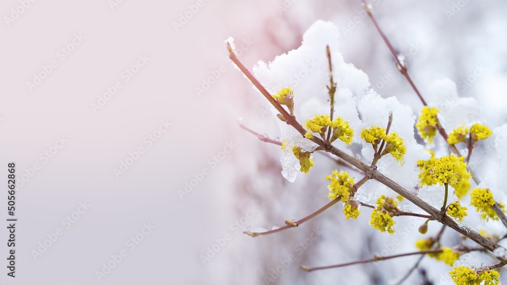 Flowering shrubs during the spring cold snap and snowfall. Selective focus