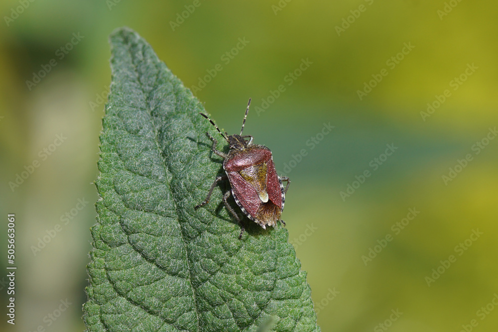 Sloe bug (Dolycoris baccarum), family Pentatomidae on leaves of a summer lilac (Buddleja davidii). Dutch garden, spring, May, Netherlands Sloe bug (Dolycoris baccarum), family Pentatomidae on leaves of a summer lilac (Buddleja davidii). Dutch garden, spring, May, Netherlands