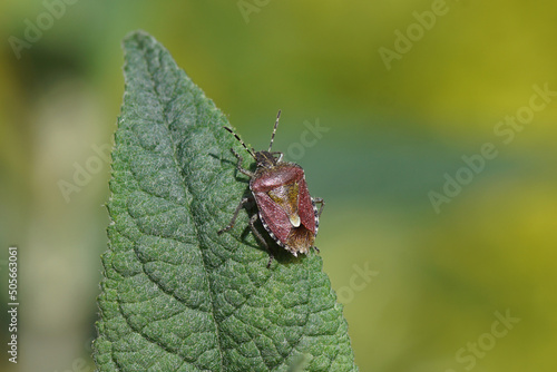Fotografi Sloe bug (Dolycoris baccarum), family Pentatomidae on leaves of a summer lilac (Buddleja davidii)