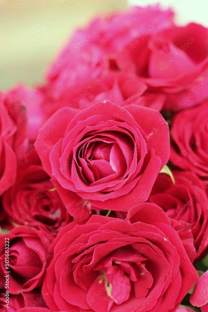 bouquet of roses bouquet of roses