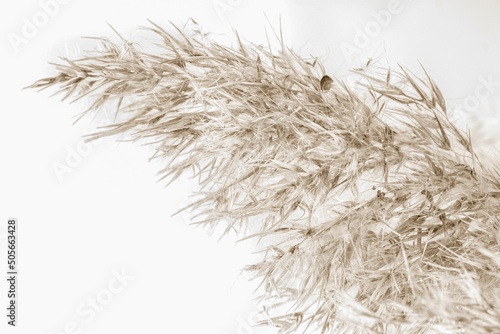 Dry cane reed rush one branch golden heads with fluffy buds on light background macro beige retro vintage neutral effect