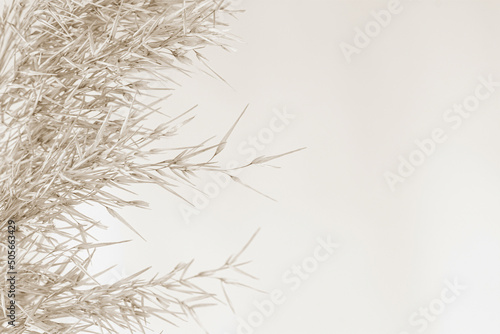 Dry cane reed rush golden heads with fluffy buds on light background macro and place for text beige retro vintage neutral effect