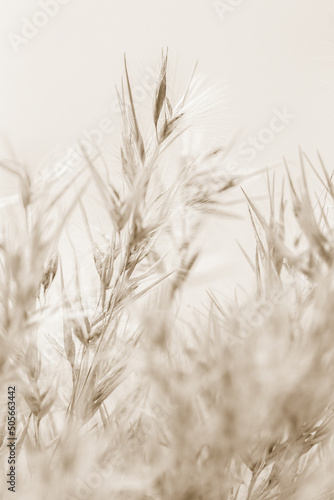 Dry cool tones beige romantic cane reed rush on light background macro beige retro vintage neutral effect
