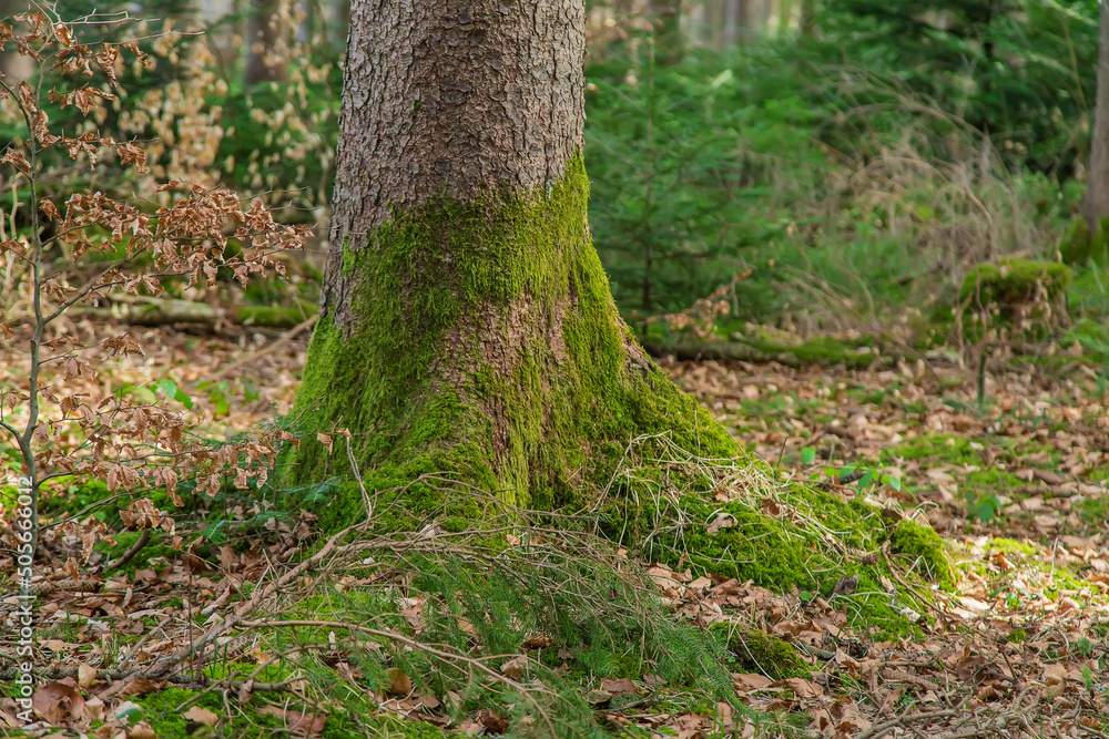 Moss on the trees in the forest. Selective focus. Moss on the trees in the forest. Selective focus.