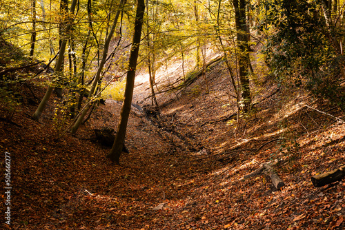 Small valey covered with colorful autumn leaves in a local city park photo