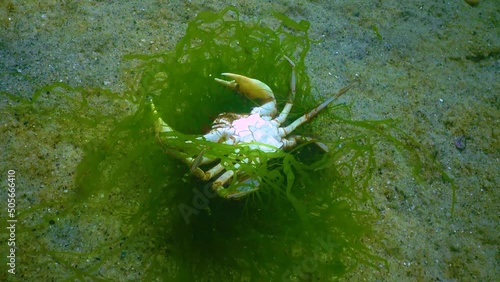 Overgrown with green algae Swimming crab (Macropipus holsatus), Black Sea. Ukraine photo