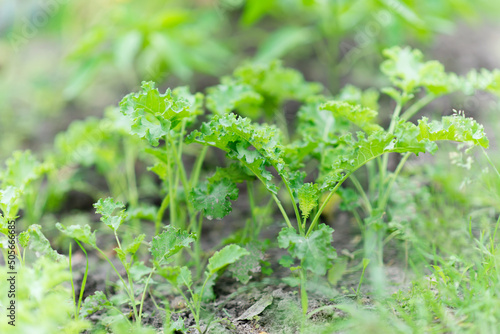 Kale (Latin Brassica oleracea var.sabellica) in the garden 