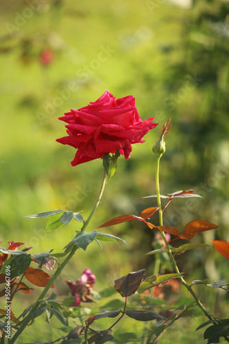 Portrait of red rose flower