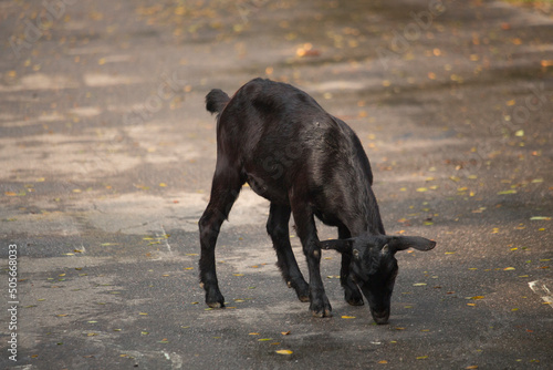 A black goat in the middle of the street
