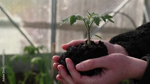 agriculture teamwork. farmers team hands plant a small plant in the ground soil. business teamwork agriculture concept. team man and woman hands close up with plant plant in eco mud soil