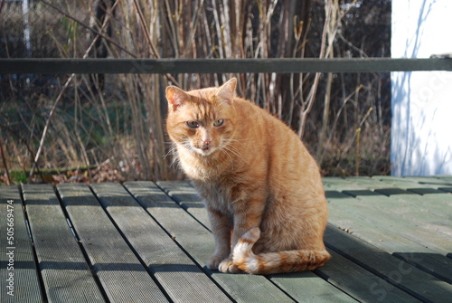 ginger cat on a wooden landing, painted green, nice weather