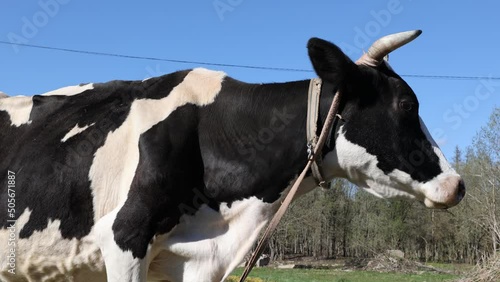 Calf eating green grass at sunset. Farm baby animal.