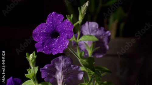 purple sulfinium petunia flower water drops photo