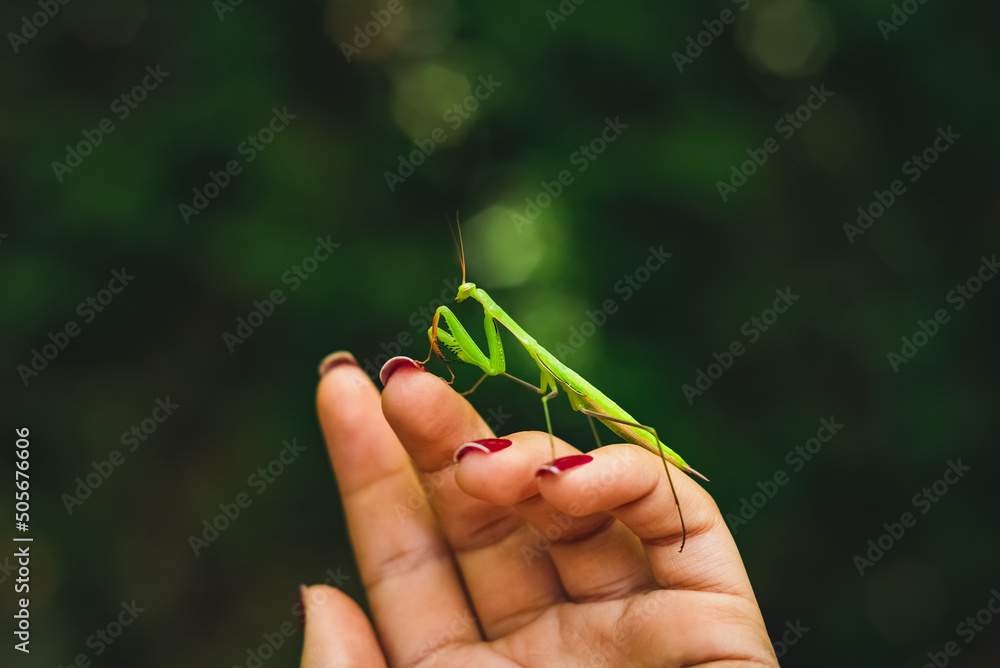 Close up view of praying mantis on woman's hand. (European Mantis religiosa) Ida Mountain (Kazdagi) National Park. Close up view of praying mantis on woman's hand. (European Mantis religiosa) Ida Mountain (Kazdagi) National Park.