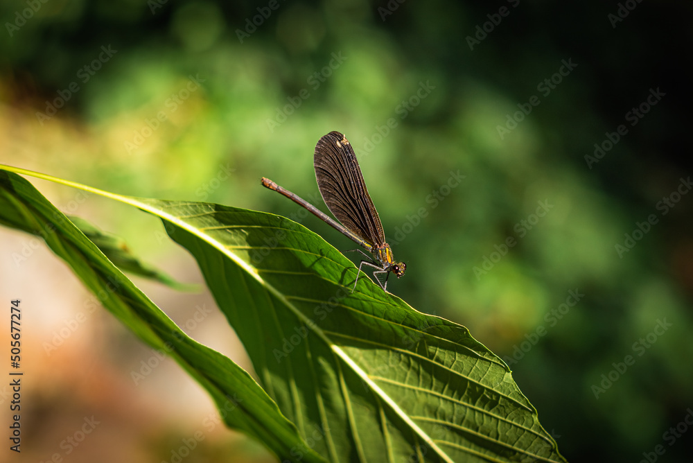Φωτογραφία Atrocalopteryx atrataa member of Broad-winged Damselflies (Family Calopterygidae) in Ida Mountain (Kazdagi) National Park