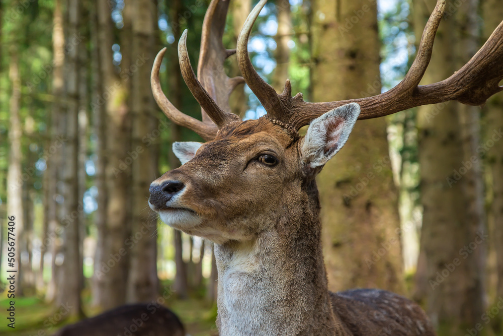 Deer in the forest in summer. Selective focus. Deer in the forest in summer. Selective focus.