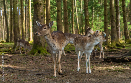 Deer in the forest in summer. Selective focus.