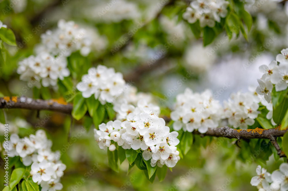 flowering apple tree