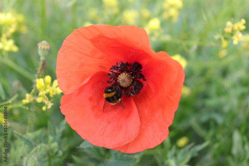 Fotografie Hummel sammelt Pollen