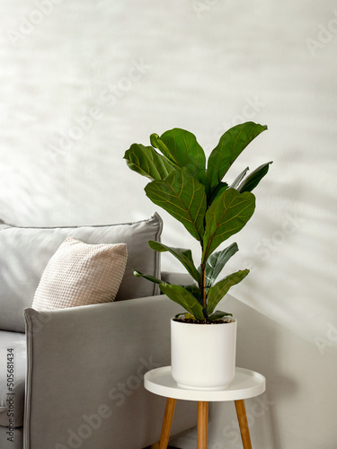 Ficus lyrata or fiddle leaf fig in living room interior. Room decoration with plant. Scandinavian fiddle peaf tree indoor plant in circle white pot at home. Potted ficus Lyrata or fiddle leaf fig tree photo