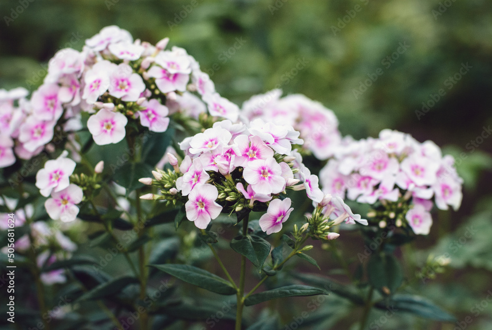 Garden phlox, Perennial phlox, Phlox paniculata pink flowers closeup