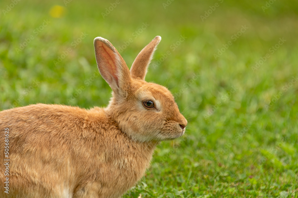 Peach rabbit in a wild on green lawn background Peach rabbit in a wild on green lawn background