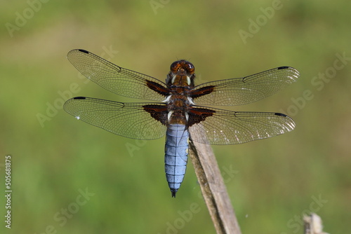 A male Broad-bodied chaser perched.