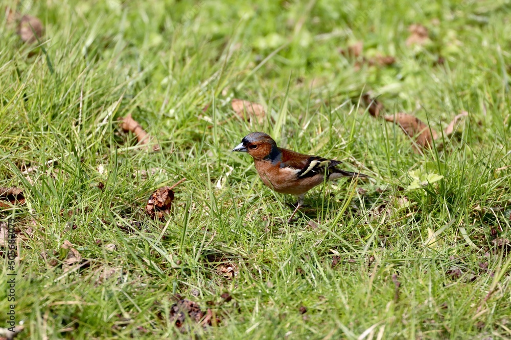 Common chaffinch on the grass Common chaffinch on the grass
