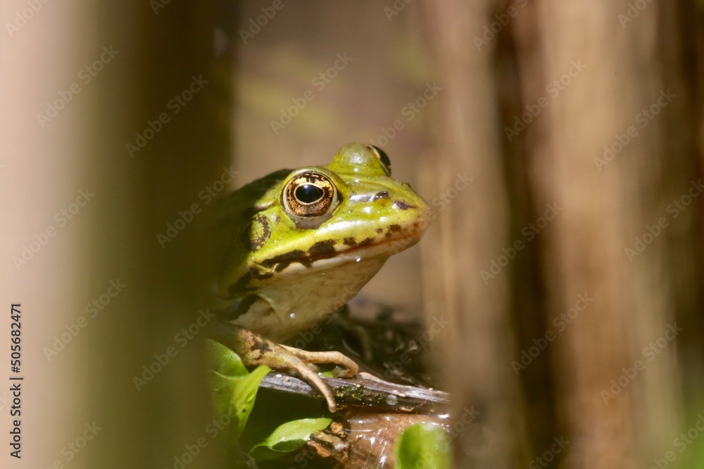 Fototapeta premium frog in the grass