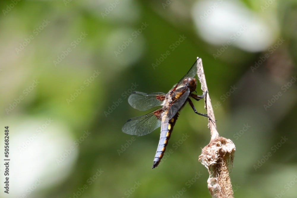 dragonfly on a branch dragonfly on a branch