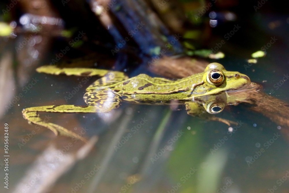 frog in the pond with mirror effect