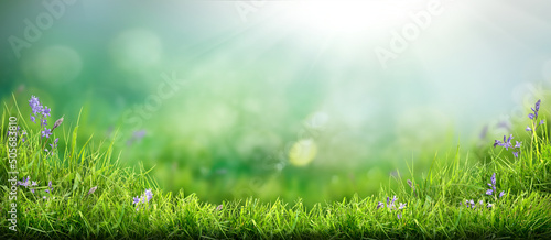 Obraz na płótnie A fresh spring garden background of a green grass lawn and a blurred background of lush vibrant foliage. w salonie