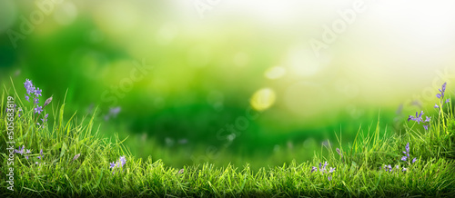 Obraz na płótnie A warm summer garden background of a green grass lawn and a blurred background of lush green foliage and strong sunlight. w salonie