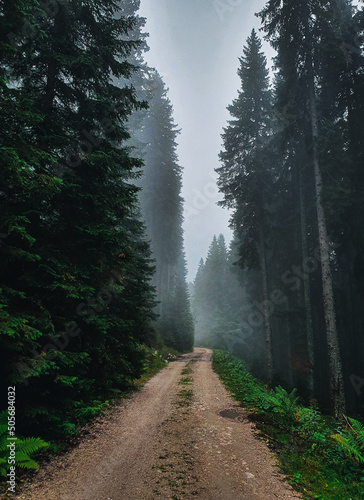 Foggy forest dirt road. Coniferous forest with fog over dirt road at autumn in Pokljuka Slovenia. photo