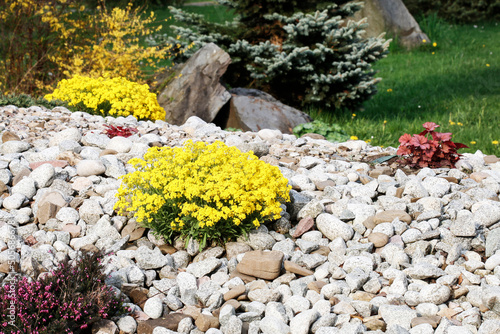 Luxurious rock garden with flowers and coniferous shrubs.