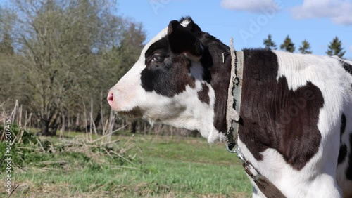 Calf eating green grass at sunset. Farm baby animal.