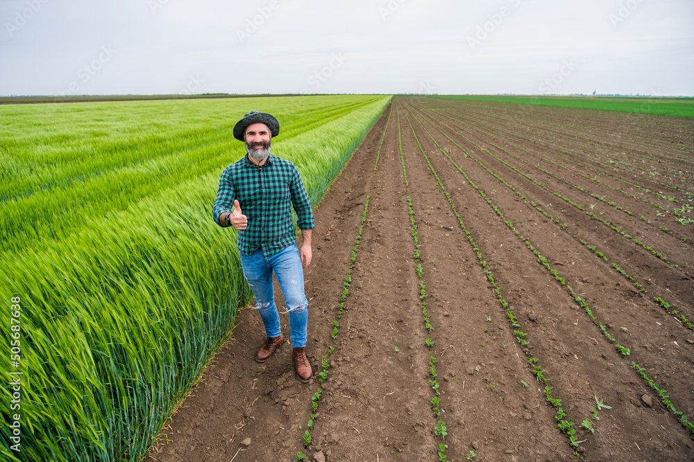 Happy farmer showing thumb up while standing beside his growing wheat field. Happy farmer showing thumb up while standing beside his growing wheat field.