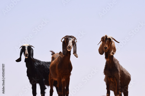3 goats standing on high rocks 