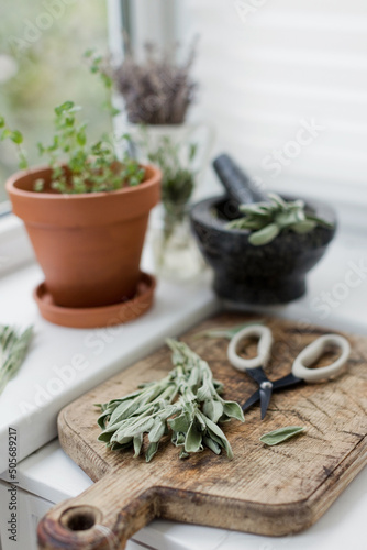 Aromatic sage leaves herbs at kitchen