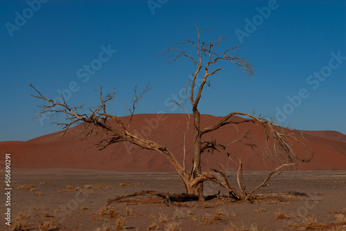 lonely tree in the Namibian desert