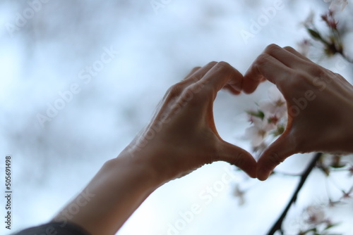 벚꽃, 손하트