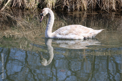 Swan on Zelena voda lake in Ivanka pri Dunaji, Slovakia photo
