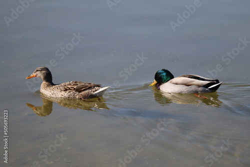 Duck on Zelena voda lake in Ivanka pri Dunaji, Slovakia photo
