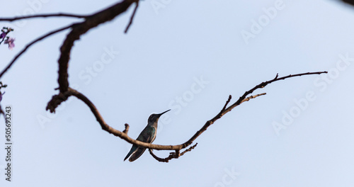 Augastes scutatus Hummingbird