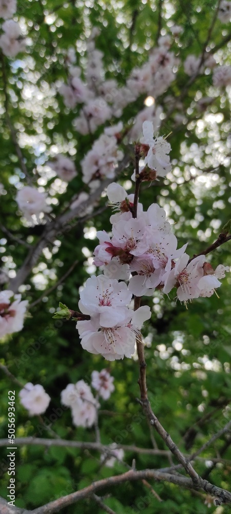 Naklejka premium pink blossom