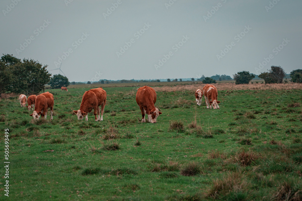 Fototapeta premium Kühe auf Weide in Dänemark